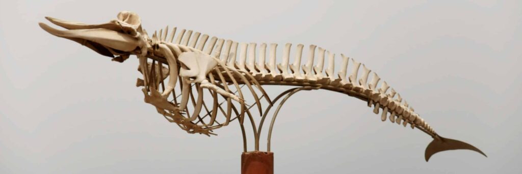 le squelette d'une baleine sur un support d'exposition. Scan 3D de fossile.